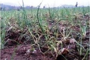 Lahan pertanian yang sudah ditanami di desa Sasgarahiang rusap parak akibat serangan hama babi.